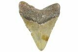 Fossil Megalodon Tooth - North Carolina #365004-2